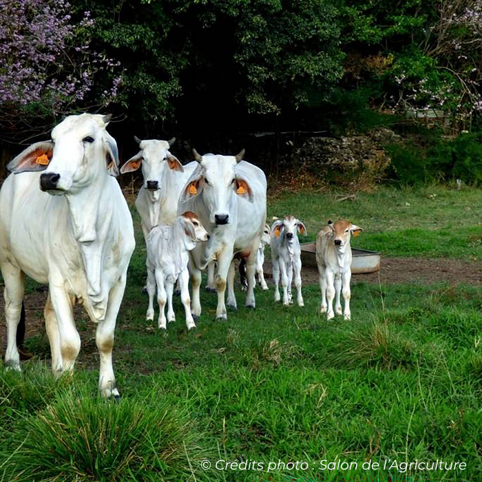 Salon agri_2 saint malo carre